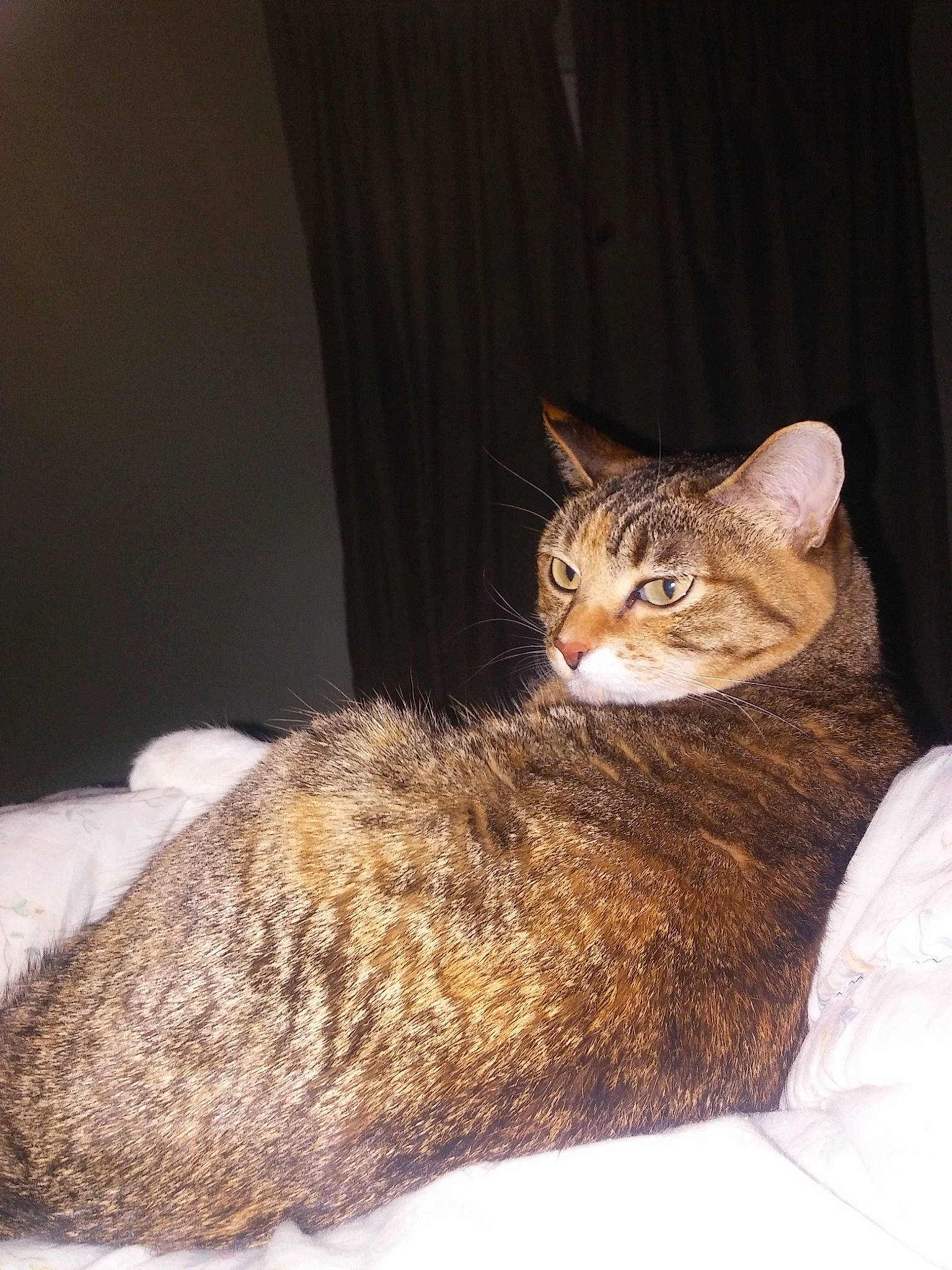 Skittles joined the competition — help win amazing prizes! aegean_cat, american_wirehair, asian, australian_mist, carnivore, cat, chausie, domestic_short_haired_cat, dragon_li, european_shorthair, fawn, felidae, german_rex, mammal, small_to_medium_sized_cats, tabby_cat, whiskers