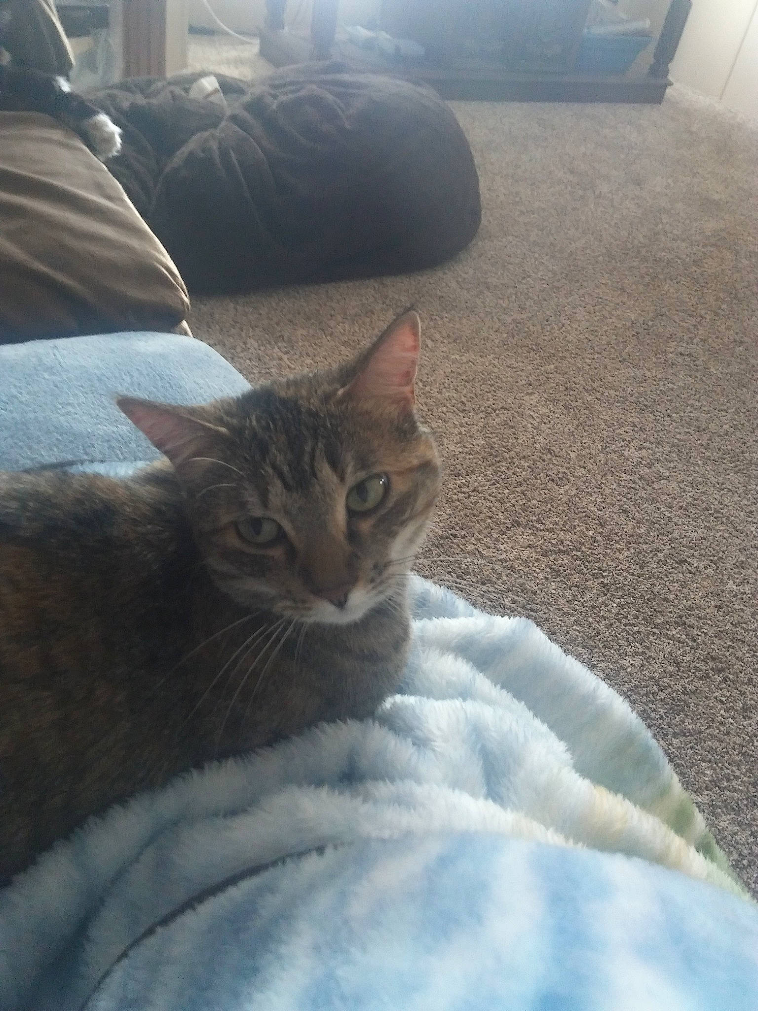 Smokey joined the competition — help win amazing prizes! aegean_cat, asian, bed, bengal, blanket, carnivore, cat, comfort, domestic_short_haired_cat, dragon_li, european_shorthair, felidae, fur, furniture, kitten, sky, small_to_medium_sized_cats, tabby_cat, whiskers