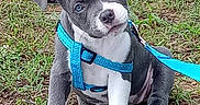 Stormy Raine Emery is registered to the contest to win money with this photo: animal, blue_harness, brown_soil, canine, cute, dog, domestic_animal, ears, face, fur, grass, greenery, leash, outdoor, pet, playful, puppy, sitting, white_paws, young_dog