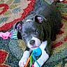 Stormy Raine Emery joined the competition — help win amazing prizes! animal, blue_toy, carpet, colorful, cute, dog, ears, face, fur, home, indoor, looking, lying_down, paws, pet, playful, puppy, ribbons, toy, young