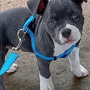 Stormy Raine Emery joined the competition — help win amazing prizes! adorable, animal, blue_harness, canine, closeup, cute, dog, ears_up, gray_dog, ground, leash, looking_up, outdoor, pet, pet_accessory, puppy, standing, walking_gear, white_paws, young_dog