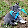 Stormy Raine Emery is registered to the contest to win money with this photo: animal, blue_eyes, canine, chewing, collar, curious, cute, daylight, dog, fur, grass, ground, leash, nature, outdoor, pet, playful, puppy, sitting, young