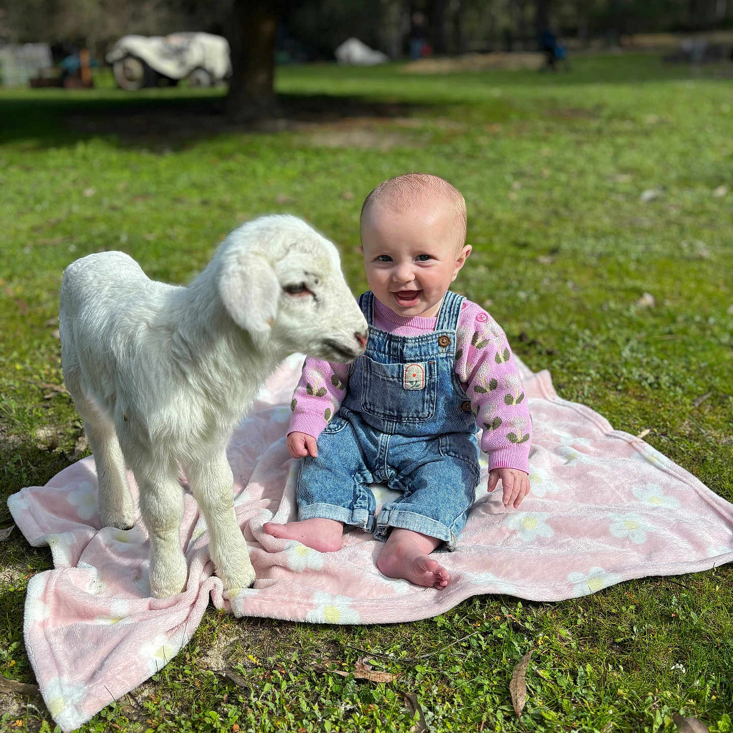 Savannah is registered to the contest to win money with this photo: animal, baby, blanket, child, cute, denim, grass, greenery, happy, lamb, nature, outdoor, overalls, pet, pink_sweater, portrait, sitting, smiling, sunlight, young