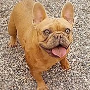 Rudi is registered to the contest to win money with this photo: adorable, animal, brown_fur, canine, companion, cute, dog, ears, french_bulldog, friendly, gravel, happy, looking_up, mammal, outdoor, pet, playful, smiling, standing, tongue_out