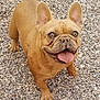 adorable, animal, brown_fur, canine, companion, cute, dog, ears, french_bulldog, friendly, gravel, happy, looking_up, mammal, outdoor, pet, playful, smiling, standing, tongue_out