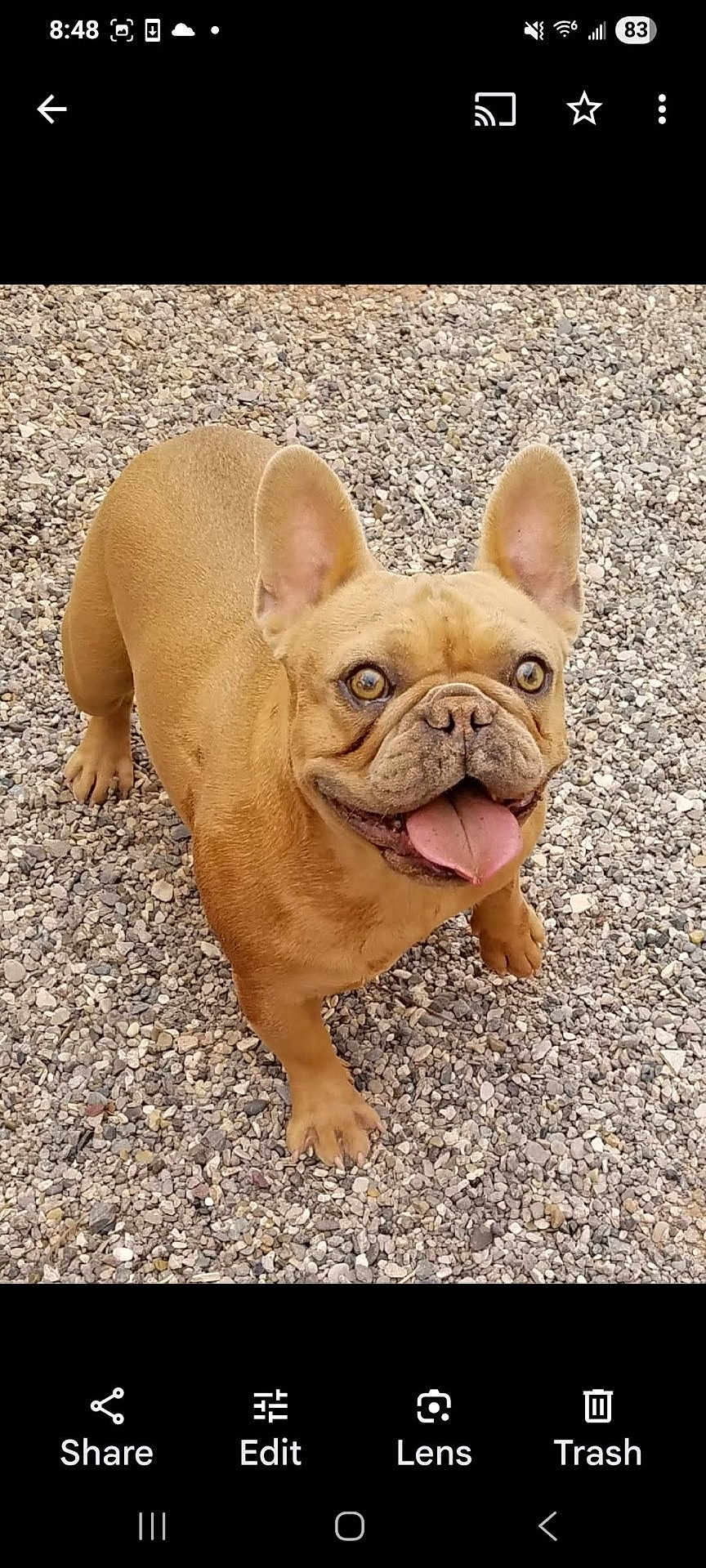 Rudi