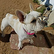 Nala joined the competition — help win amazing prizes! animal, butterfly, closeup, collar, curious, dog, ears, face, french_bulldog, garden, nature, outdoor, paw, pet, pink_collar, sand, small_dog, snout, stone, sunlight