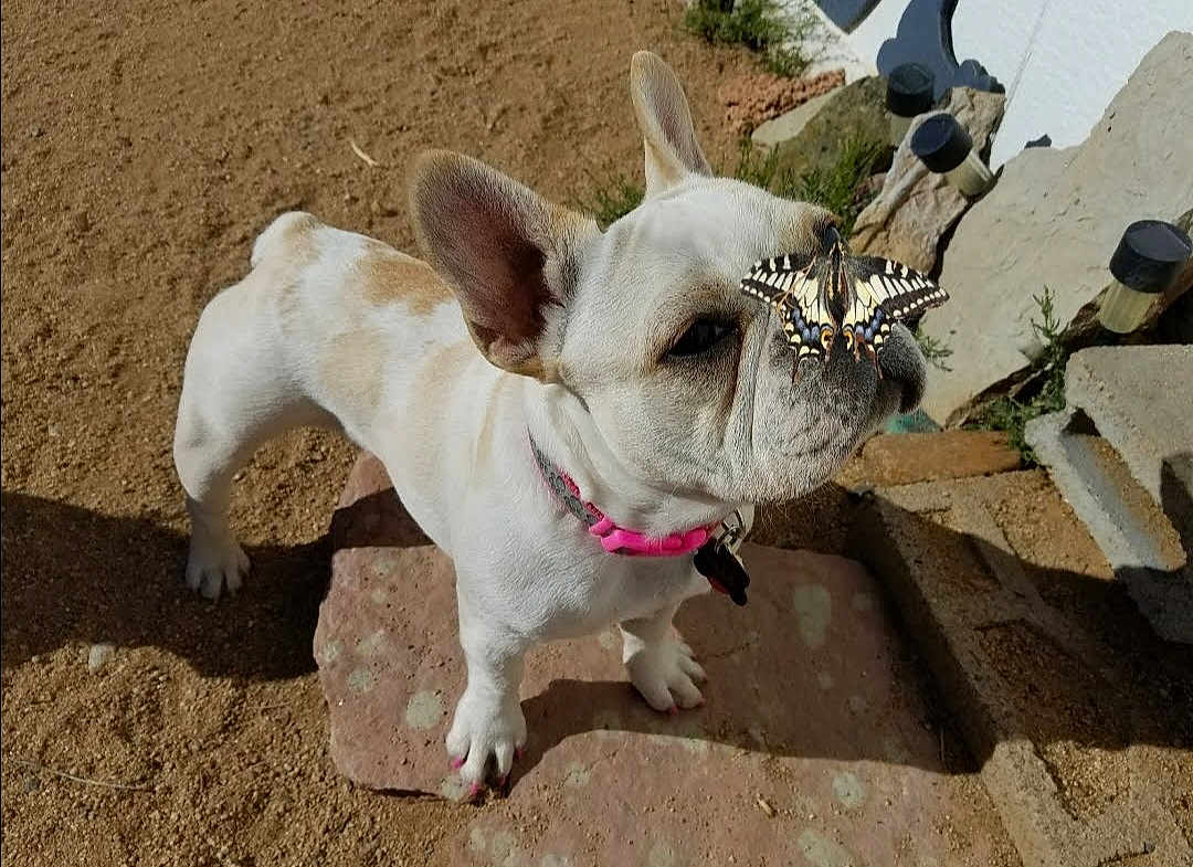 Nala