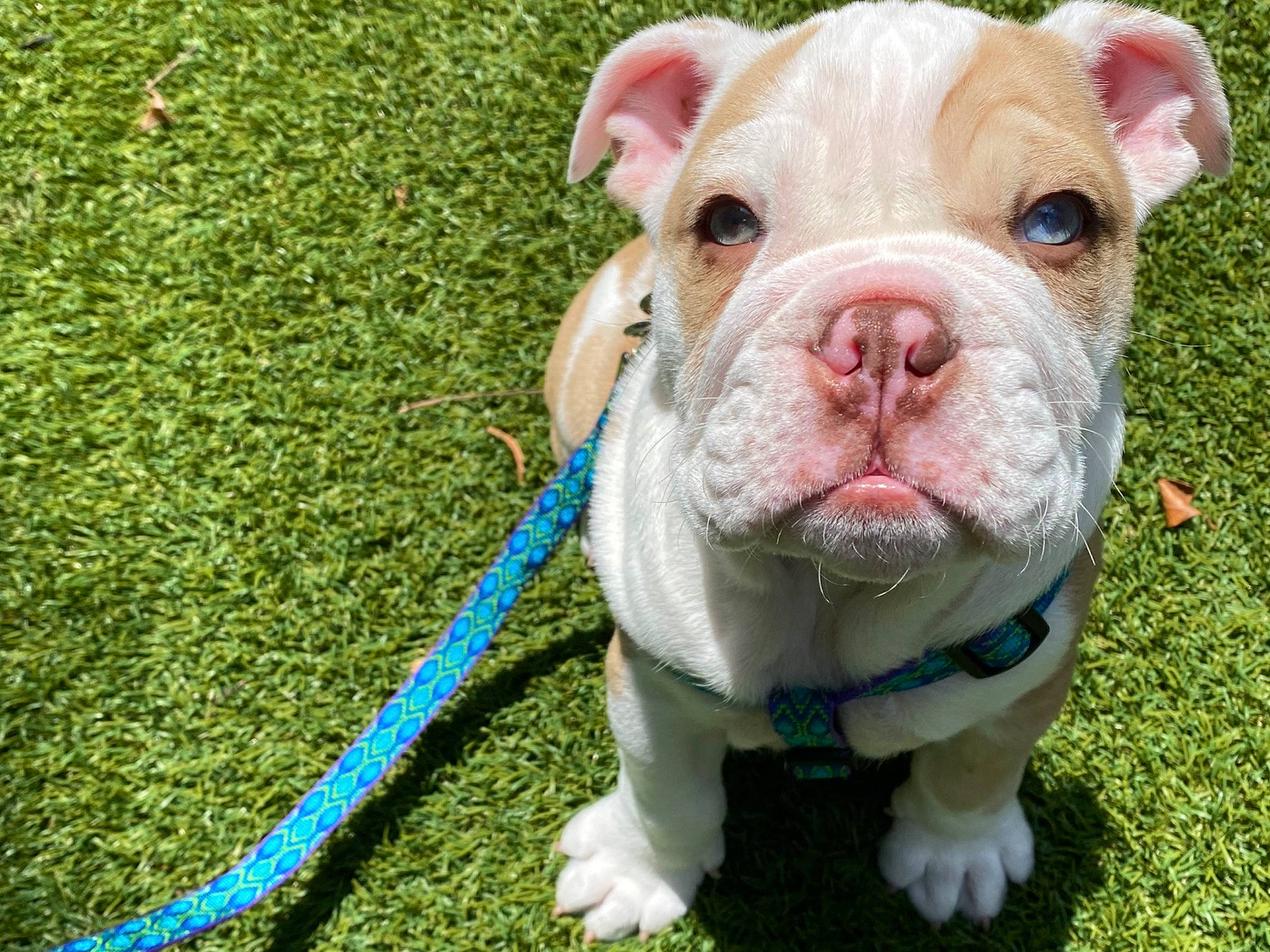 Hermes joined the competition — help win amazing prizes! american_bulldog, australian_bulldog, british_bulldogs, bulldog, canidae, carnivore, companion_dog, dog, dog_breed, grass, mammal, non_sporting_group, old_english_bulldog, olde_english_bulldogge, puppy, renascence_bulldogge, snout, toy_bulldog, vertebrate, white_english_bulldog