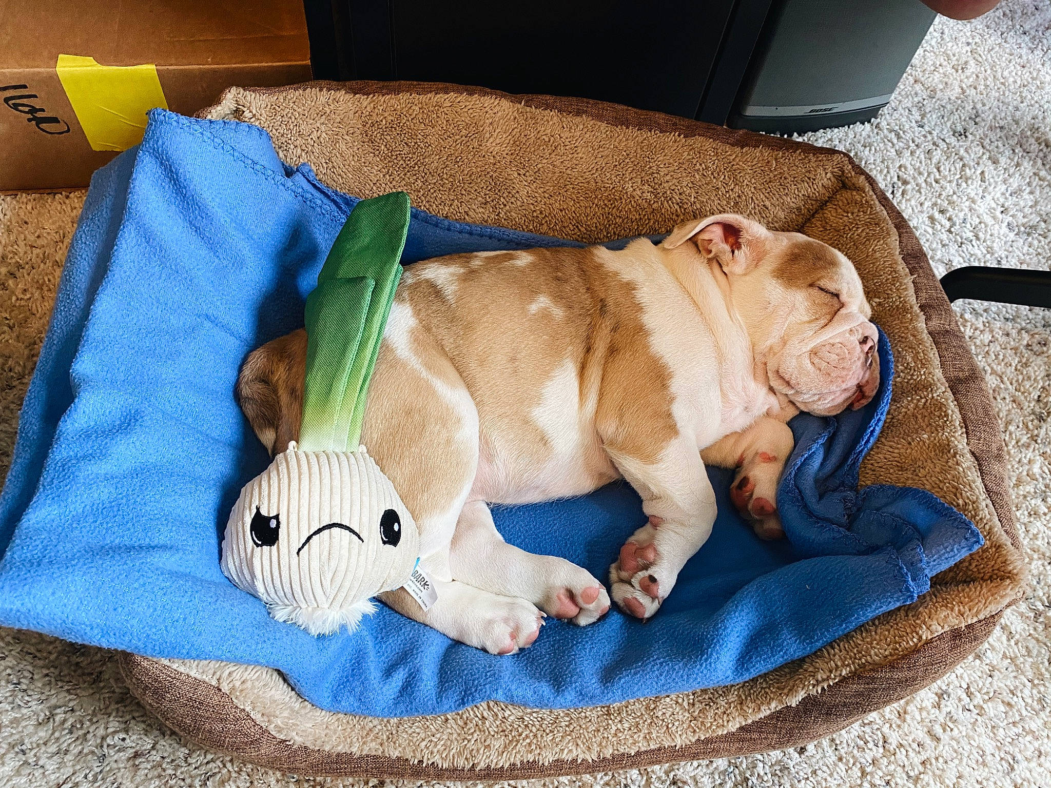 Hermes joined the competition — help win amazing prizes! australian_bulldog, british_bulldogs, bulldog, canidae, carnivore, companion_dog, dog, dog_bed, dog_breed, fawn, french_bulldog, mammal, nap, non_sporting_group, old_english_bulldog, olde_english_bulldogge, puppy, snout, toy_bulldog, white_english_bulldog