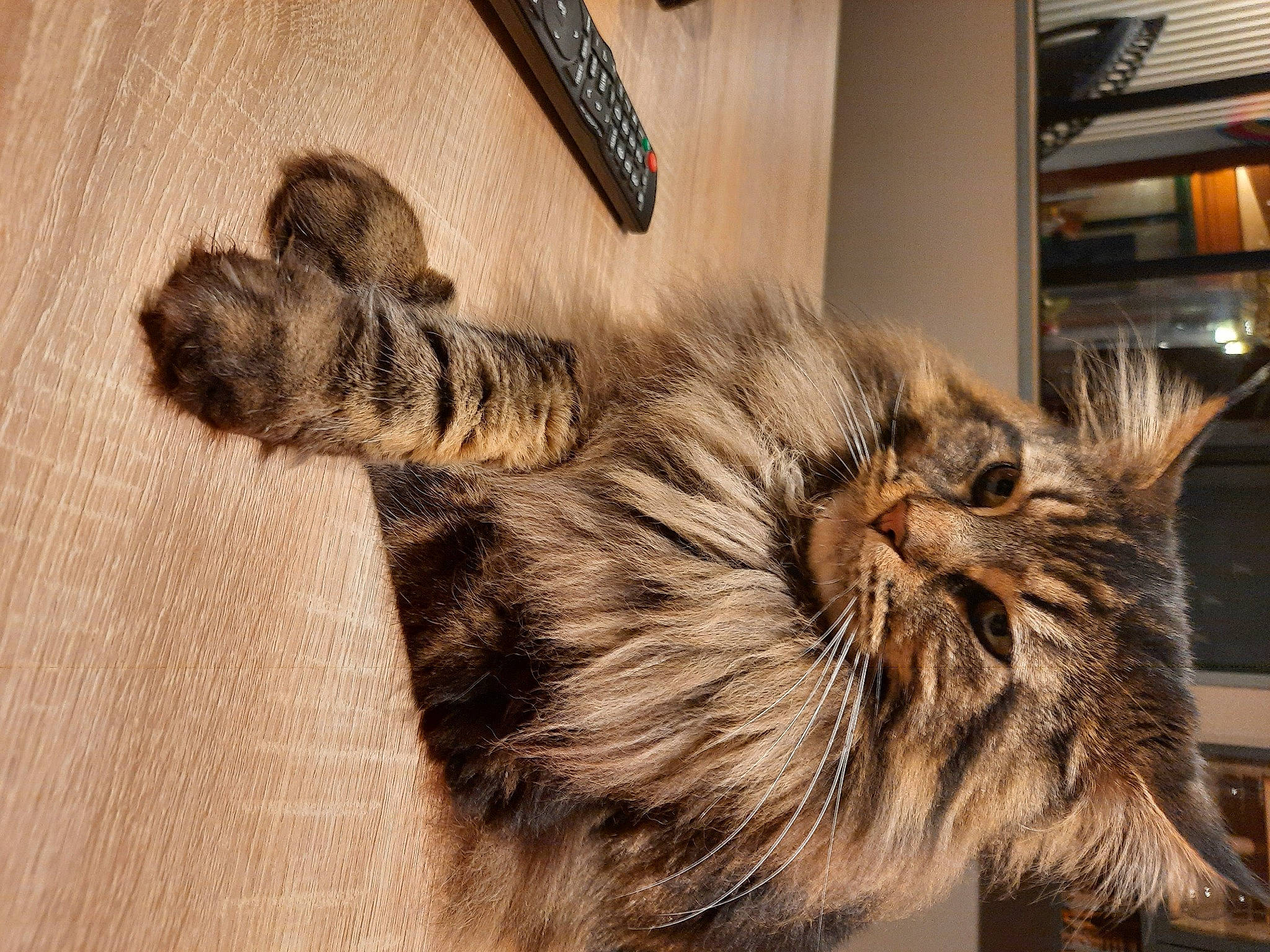 Raven a rejoint le concours — aidez-le/la à gagner de superbes lots ! british_longhair, carnivore, cat, claw, comfort, companion_dog, domestic_short_haired_cat, fawn, felidae, fur, liver, maine_coon, nap, paw, small_to_medium_sized_cats, snout, tail, terrestrial_animal, whiskers