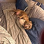 dog, pit_bull, brown_dog, white_markings, bed, pillow, blanket, bedding, bedroom, indoor, cozy, resting, lying_down, pet, sleepy, portrait, soft_lighting, nightstand, comfortable, cute