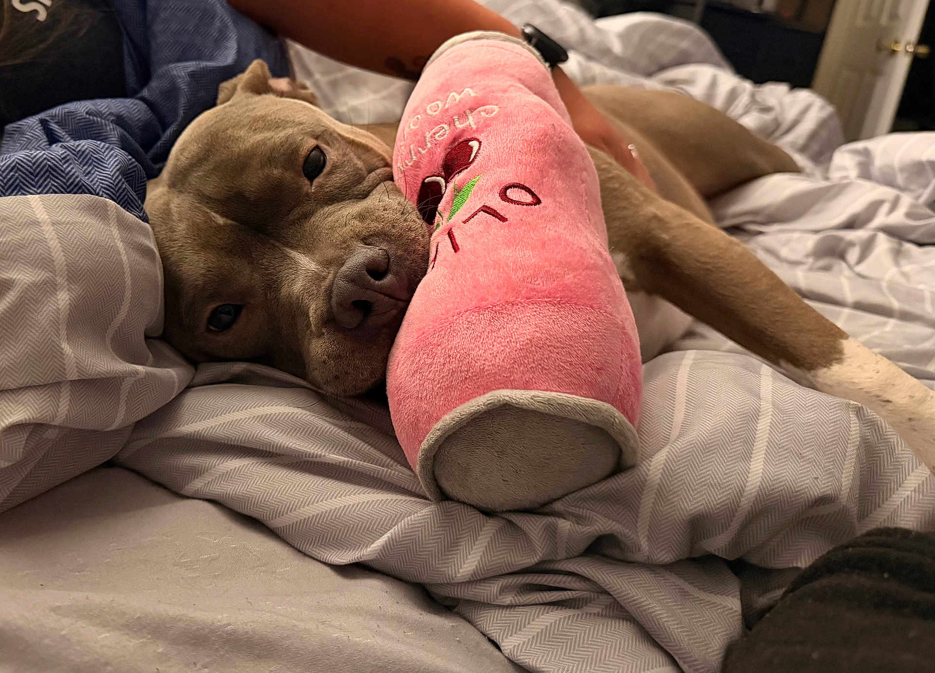 Peach is registered to the contest to win money with this photo: dog, pet, plush_toy, pink, bed, blanket, bedding, pillow, close_up, sleepy, cuddling, snout, nose, relaxed, indoor, human_arm, wristwatch, toy, fabric, soft_texture