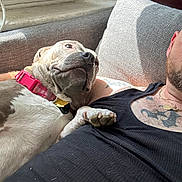 Peach joined the competition — help win amazing prizes! dog, canine, pink_collar, paw, couch, sofa, sunlight, window, upholstery, tattoo, human_torso, chest_hair, beard, relaxed, snuggle, indoor, close_up, nose, expression, pet_owner