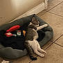 kitten, sleeping, pet_bed, toy, floor, tile, cat, relaxing, indoor, cozy, feline, animal, resting, paw, gray, white, striped, cute, young, home