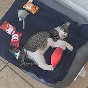 Fredo joined the competition — help win amazing prizes! kitten, cat, sleeping, pet_bed, toy, blanket, floor, tile, indoor, cozy, cute, nap, clutching, colorful, small, domestic_cat, resting, fur, whiskers, paws