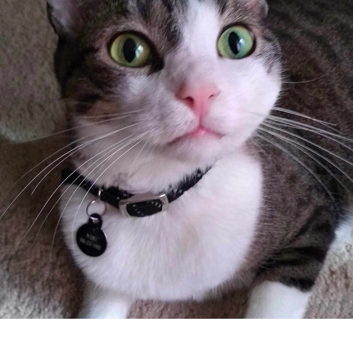 Niki is registered to the contest to win money with this photo: animal, carpet, cat, close_up, collar, curious, cute, domestic_cat, face, fur, green_eyes, indoor, mammal, pet, pink_nose, portrait, sitting, tabby, tag, whiskers