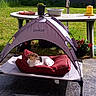 dog, small_dog, outdoor, backyard, garden, grass, sunlight, pet_bed, red_cushion, canopy, raised_bed, patio, table, potted_plants, flowers, bird_feeder, water_basin, relaxing, resting, daylight