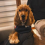 Azur participe au concours pour gagner de l'argent avec cette photo : dog, puppy, golden_retriever, pet, indoor, couch, person, lap, fur, cute, animal, collar, bone_tag, casual_clothing, brown_fur, looking_at_camera, cozy, home, seated, companion