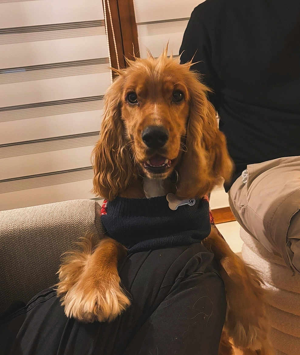 Azur participe au concours pour gagner de l'argent avec cette photo : dog, puppy, golden_retriever, pet, indoor, couch, person, lap, fur, cute, animal, collar, bone_tag, casual_clothing, brown_fur, looking_at_camera, cozy, home, seated, companion