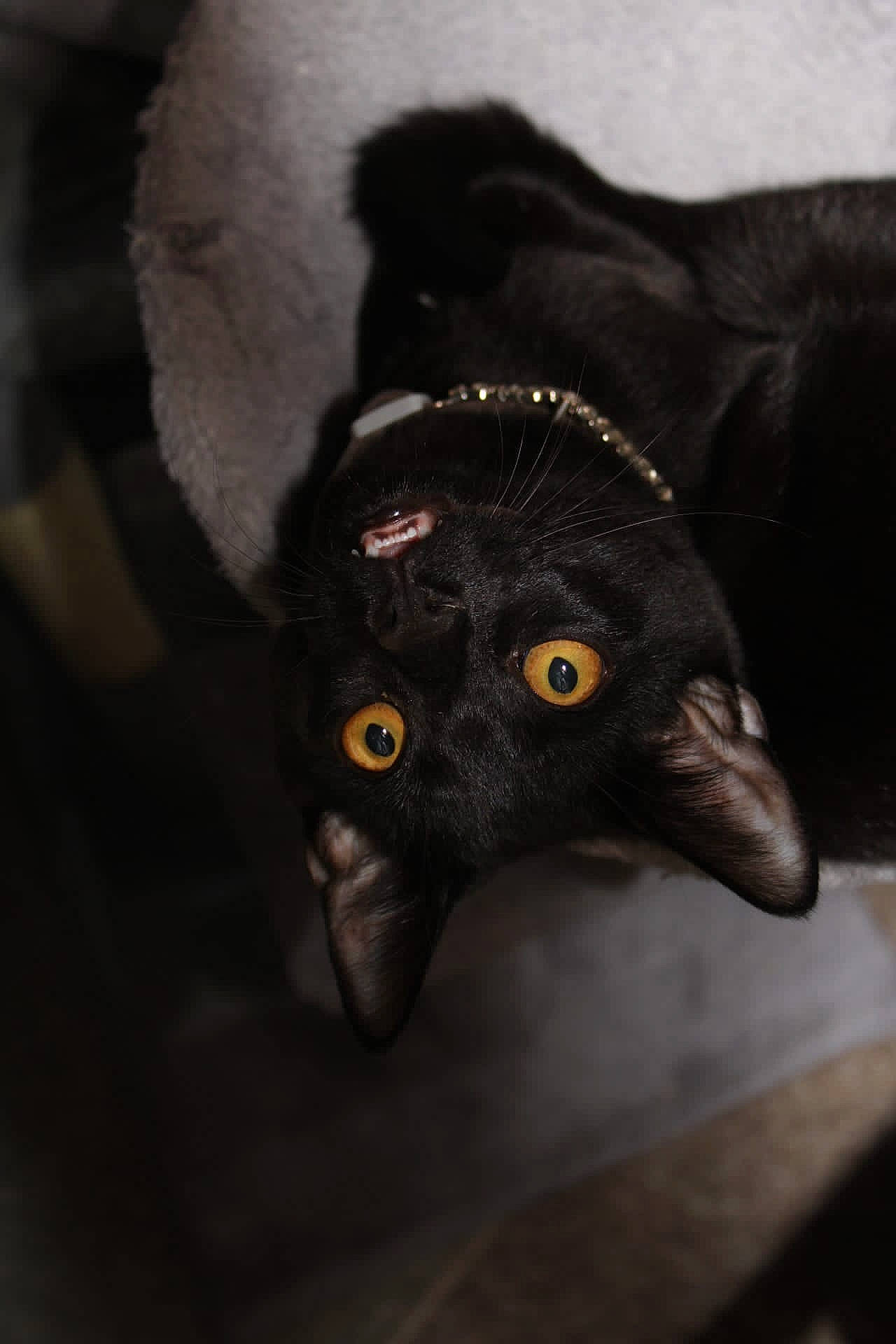 Bubba is registered to the contest to win money with this photo: black_cat, bombay, carnivore, cat, claw, darkness, dog_breed, domestic_short_haired_cat, ear, fang, felidae, fur, grey, havana_brown, head, paw, small_to_medium_sized_cats, snout, terrestrial_animal, whiskers