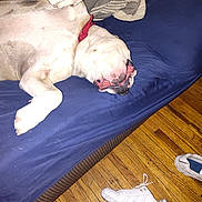 Kane is registered to the contest to win money with this photo: dog, couch, pillow, wooden_floor, white_sneakers, red_collar, pet, indoor, relaxed, sleeping, canine, floor, furniture, resting, comfortable, animal, household, domestic, laying_down, casual