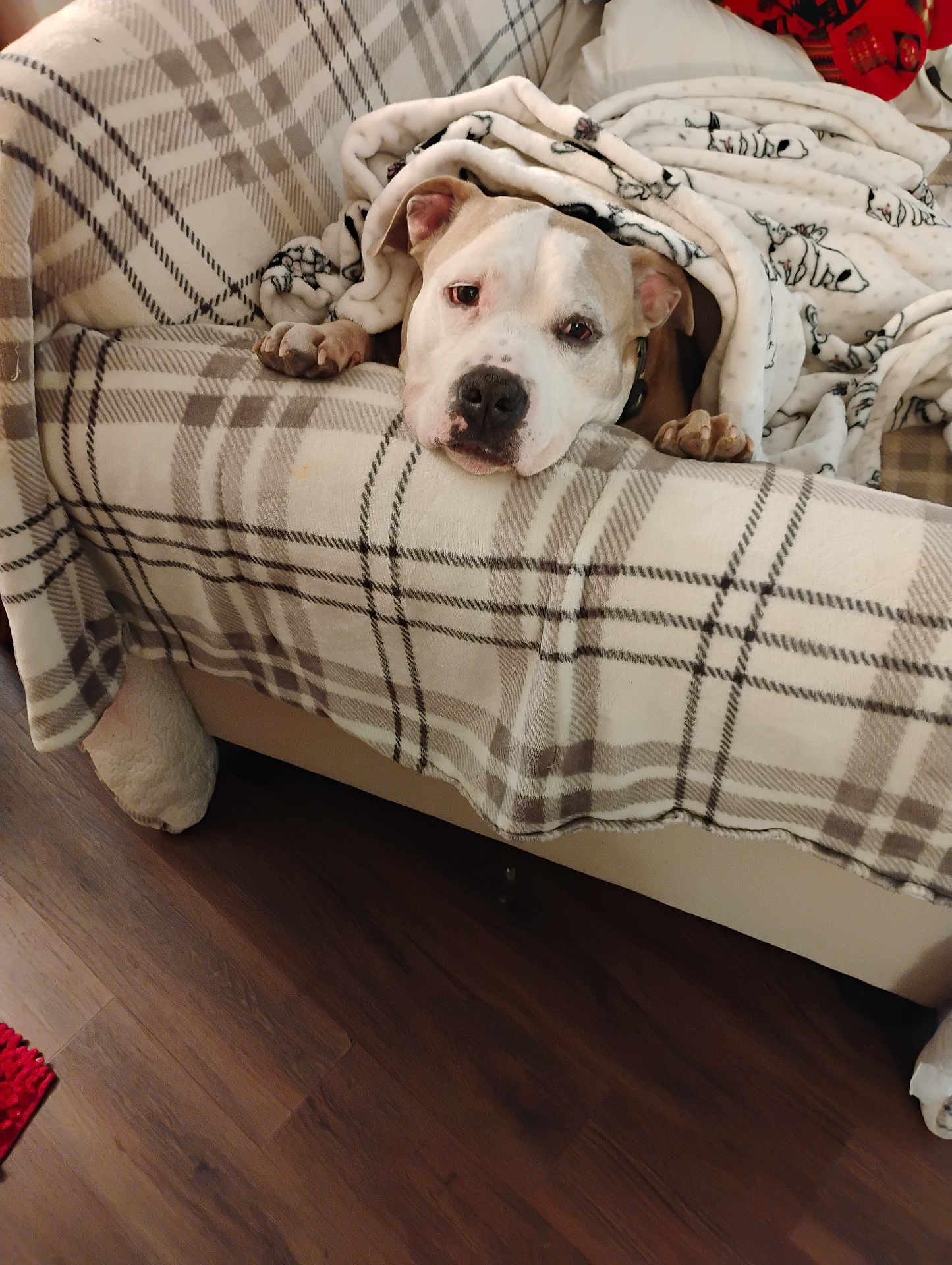 Kane is registered to the contest to win money with this photo: dog, blanket, couch, plaid, indoor, pet, cozy, relaxed, fur, paws, canine, comfort, home, resting, snuggled, furniture, brown_floor, animal, cute, warm