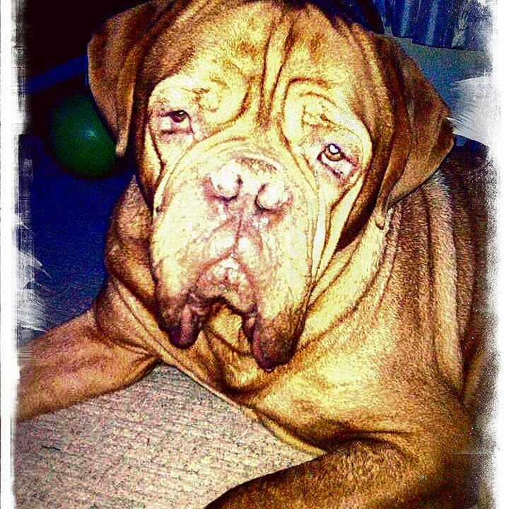 Baloo joined the competition — help win amazing prizes!