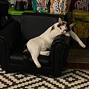 Bubbles is registered to the contest to win money with this photo: cat, armchair, black_furniture, relaxed, indoor, patterned_rug, household_items, box, clutter, pet, animal, resting, white_cat, calico, furniture, carpet, living_room, domestic, comfort, lazy