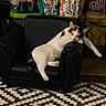 cat, armchair, black_furniture, relaxed, indoor, patterned_rug, household_items, box, clutter, pet, animal, resting, white_cat, calico, furniture, carpet, living_room, domestic, comfort, lazy