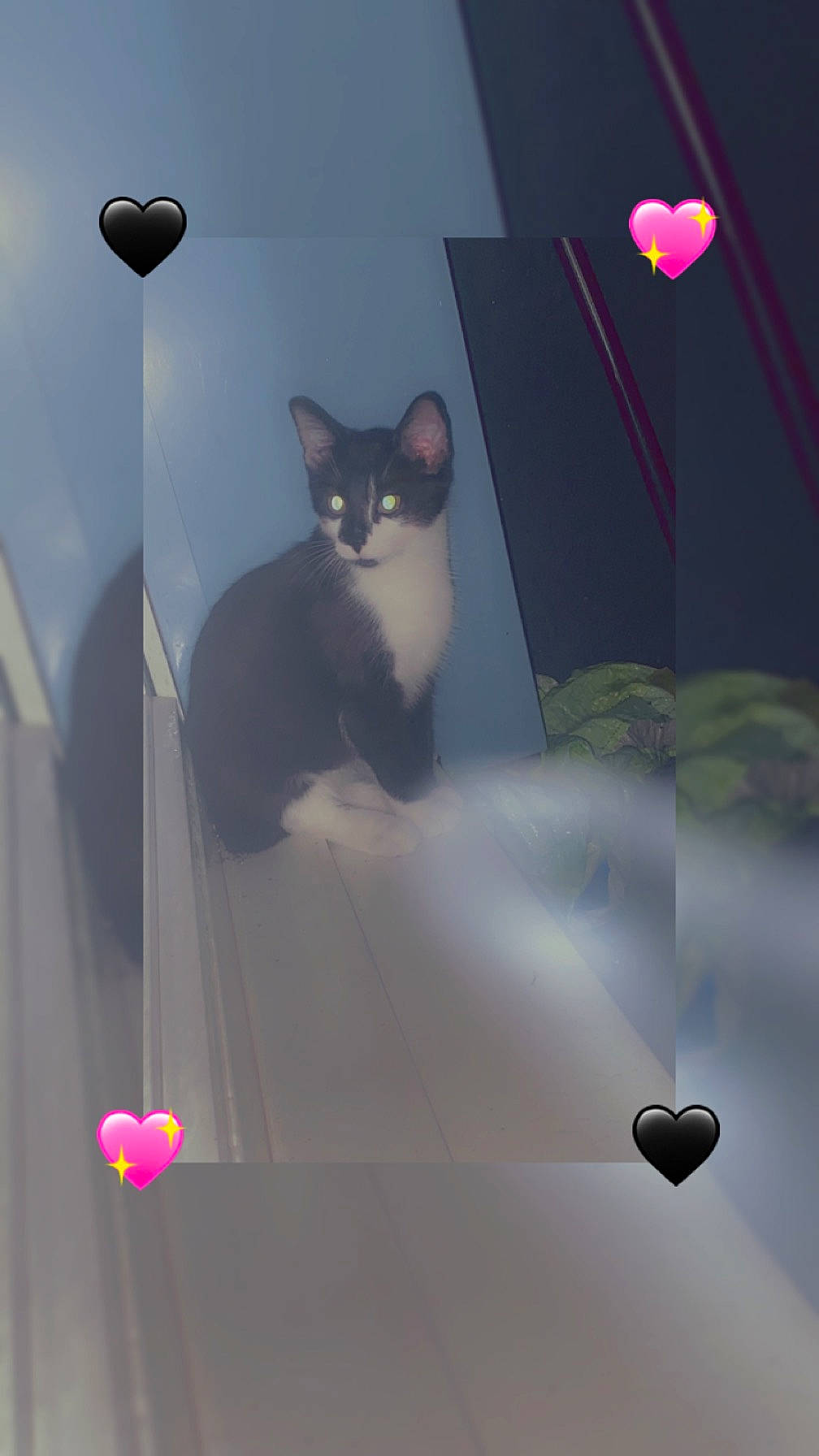 Ulysse participe au concours pour gagner de l'argent avec cette photo : art, carmine, carnivore, cat, ceiling, darkness, domestic_short_haired_cat, felidae, graphics, grey, human_body, illustration, magenta, petal, plant, room, shadow, small_to_medium_sized_cats, tail, whiskers