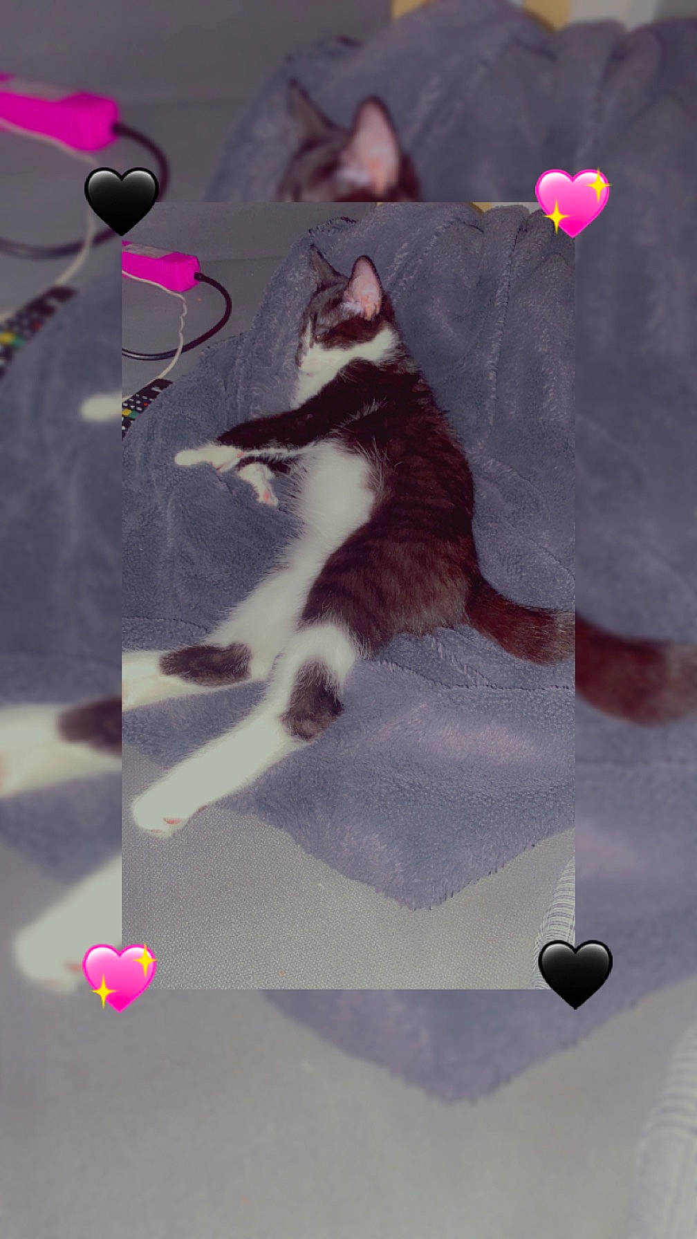 Ulysse participe au concours pour gagner de l'argent avec cette photo : art, black_cat, carnivore, cat, felidae, font, fur, gesture, illustration, magenta, pattern, paw, pink, purple, shadow, small_to_medium_sized_cats, tail, violet, visual_arts, whiskers