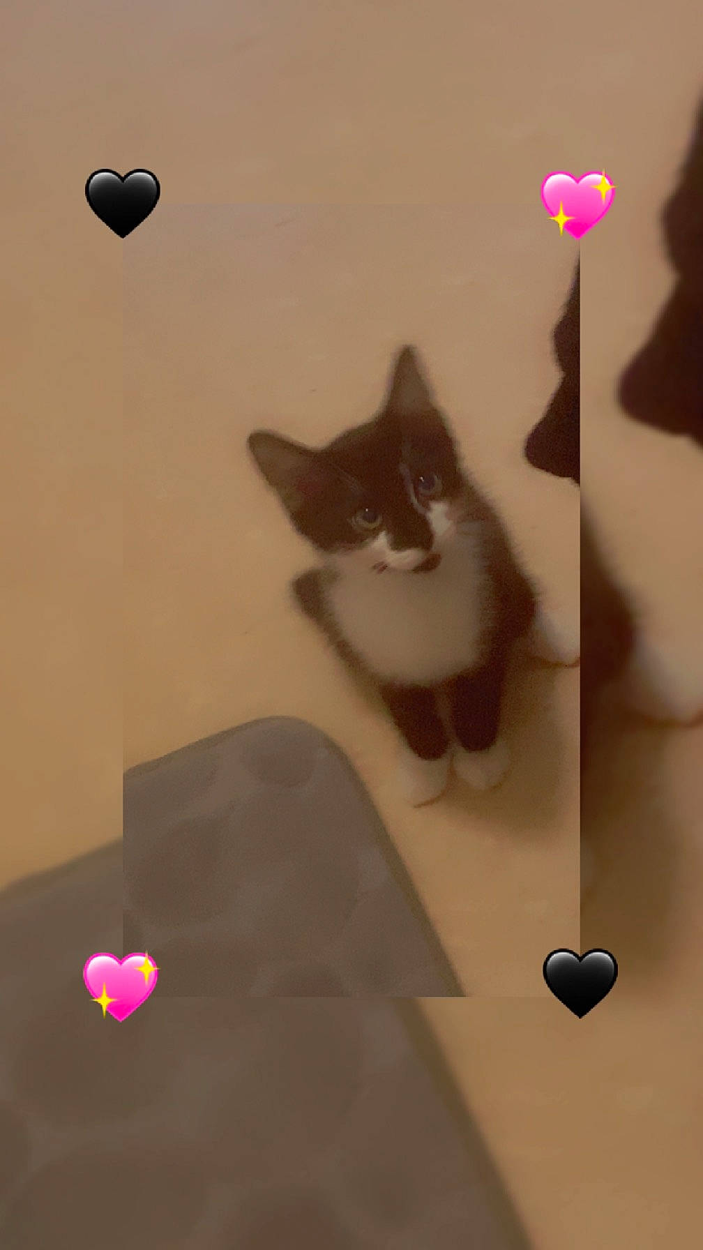 Ulysse participe au concours pour gagner de l'argent avec cette photo : balloon, carnivore, cat, ceiling, design, felidae, floor, flooring, grey, light, lighting, petal, plant, red, room, small_to_medium_sized_cats, tail, wall, whiskers, white