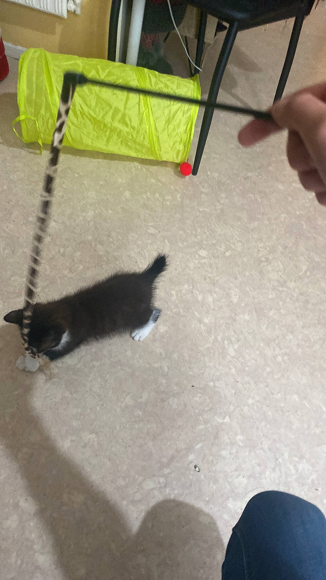 Ulysse participe au concours pour gagner de l'argent avec cette photo : asphalt, carnivore, cat, concrete, felidae, flooring, fur, grass, nail, paw, road_surface, shadow, sidewalk, small_to_medium_sized_cats, sporting_group, tail, terrestrial_animal, tints_and_shades