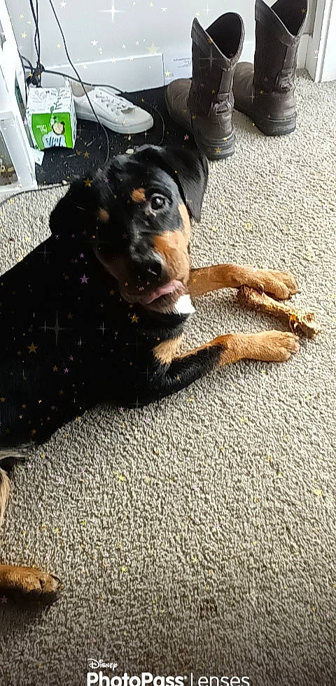 Damon is registered to the contest to win money with this photo: asphalt, automotive_tire, canidae, carnivore, collar, companion_dog, dog, dog_breed, flooring, foot, fur, guard_dog, human_leg, paw, road_surface, rottweiler, sporting_group, terrestrial_animal, working_animal, working_dog