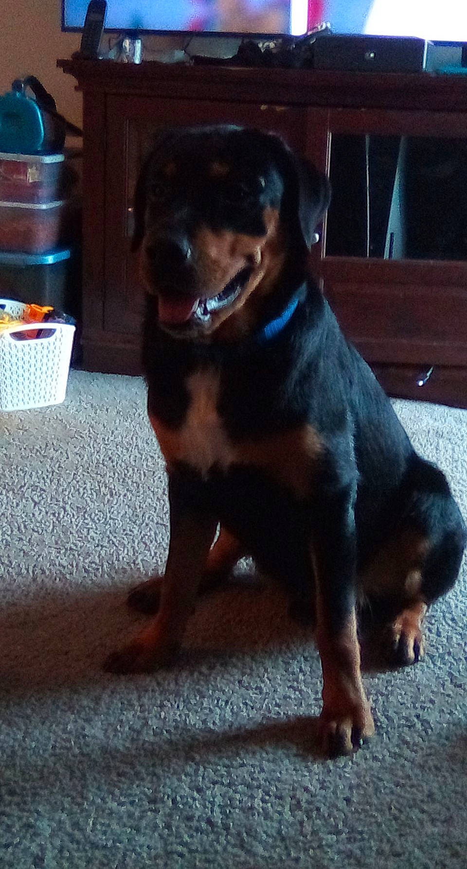 Damon joined the competition — help win amazing prizes! basket, canidae, carnivore, collar, companion_dog, dog, dog_breed, dog_collar, fawn, fur, guard_dog, liver, metal, paw, pet_supply, rottweiler, snout, sporting_group, storage_basket, working_animal