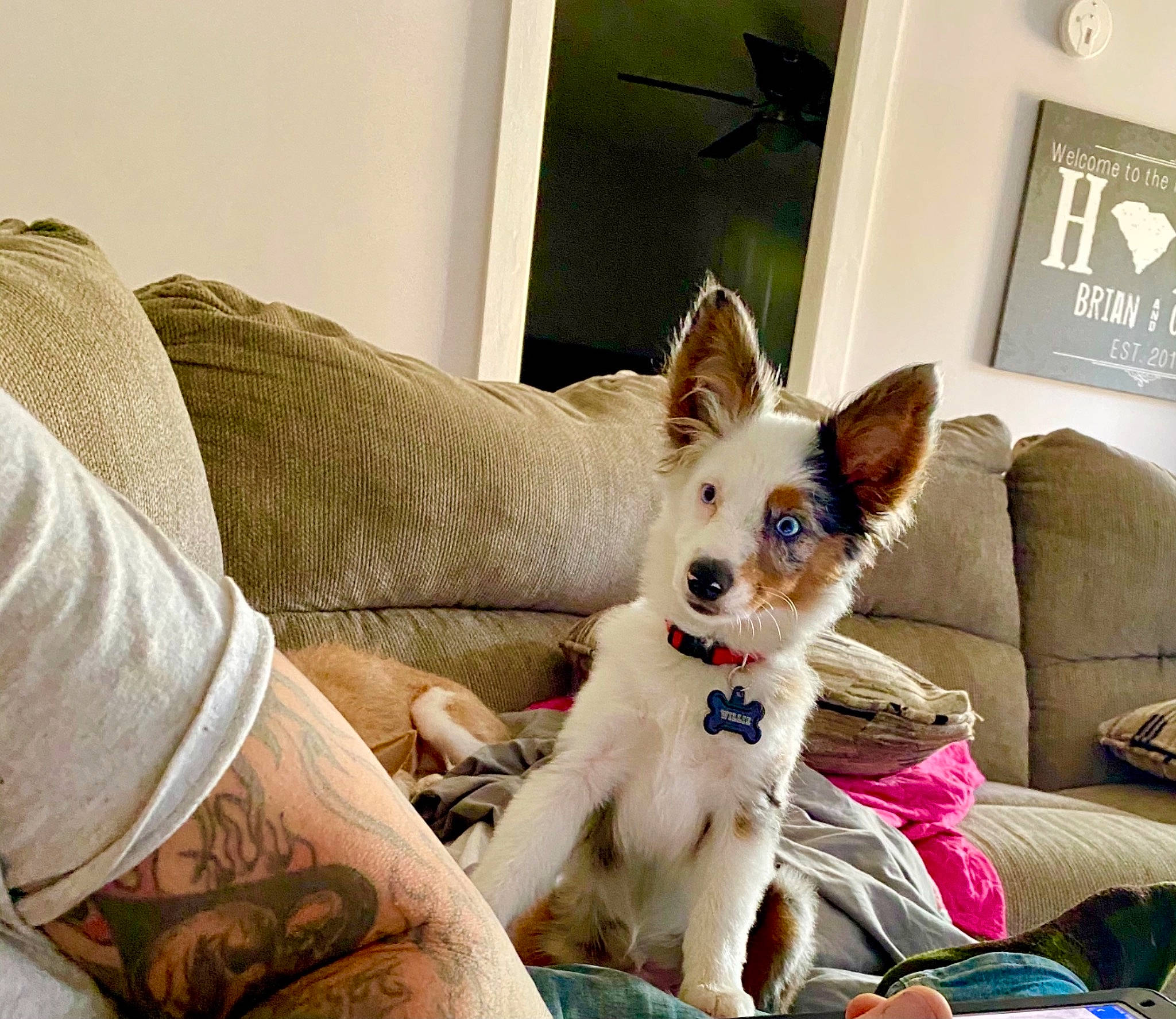 Willie is registered to the contest to win money with this photo: canidae, carnivore, chihuahua, comfort, companion_dog, couch, dog, dog_breed, dog_supply, living_room, picture_frame, pillow, sporting_group, tattoo, temporary_tattoo, toy_dog, working_animal, working_dog