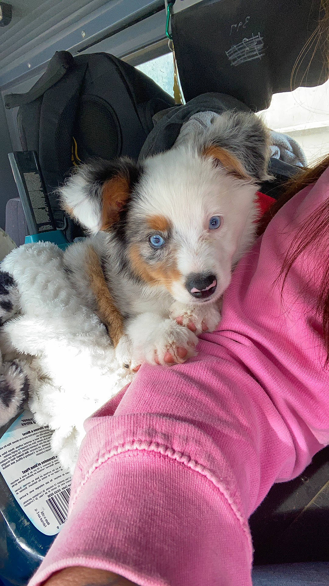 Willie joined the competition — help win amazing prizes! canidae, car_seat, carnivore, chihuahua, comfort, companion_dog, dog, dog_breed, dog_supply, fur, magenta, pet_supply, pink, puppy, puppy_love, snout, sporting_group, toy_dog, whiskers, working_animal