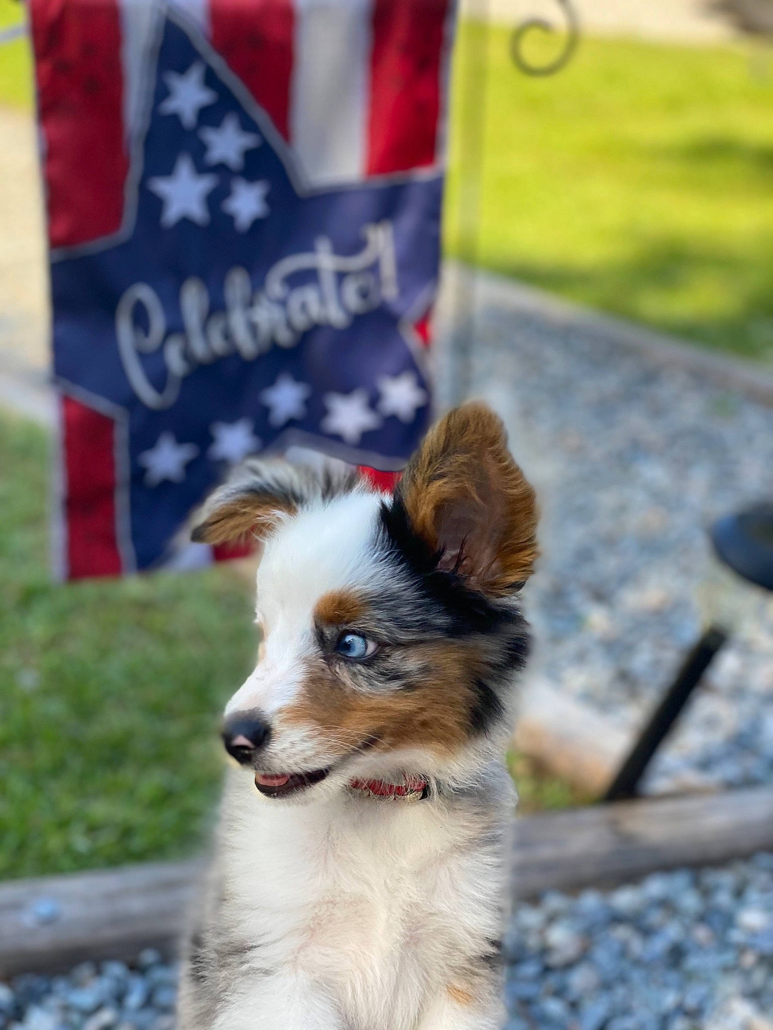 Willie joined the competition — help win amazing prizes! canidae, carnivore, companion_dog, dog, dog_breed, dog_supply, flag, fur, mammal, snout, sporting_group, toy_dog, whiskers, working_animal, working_dog