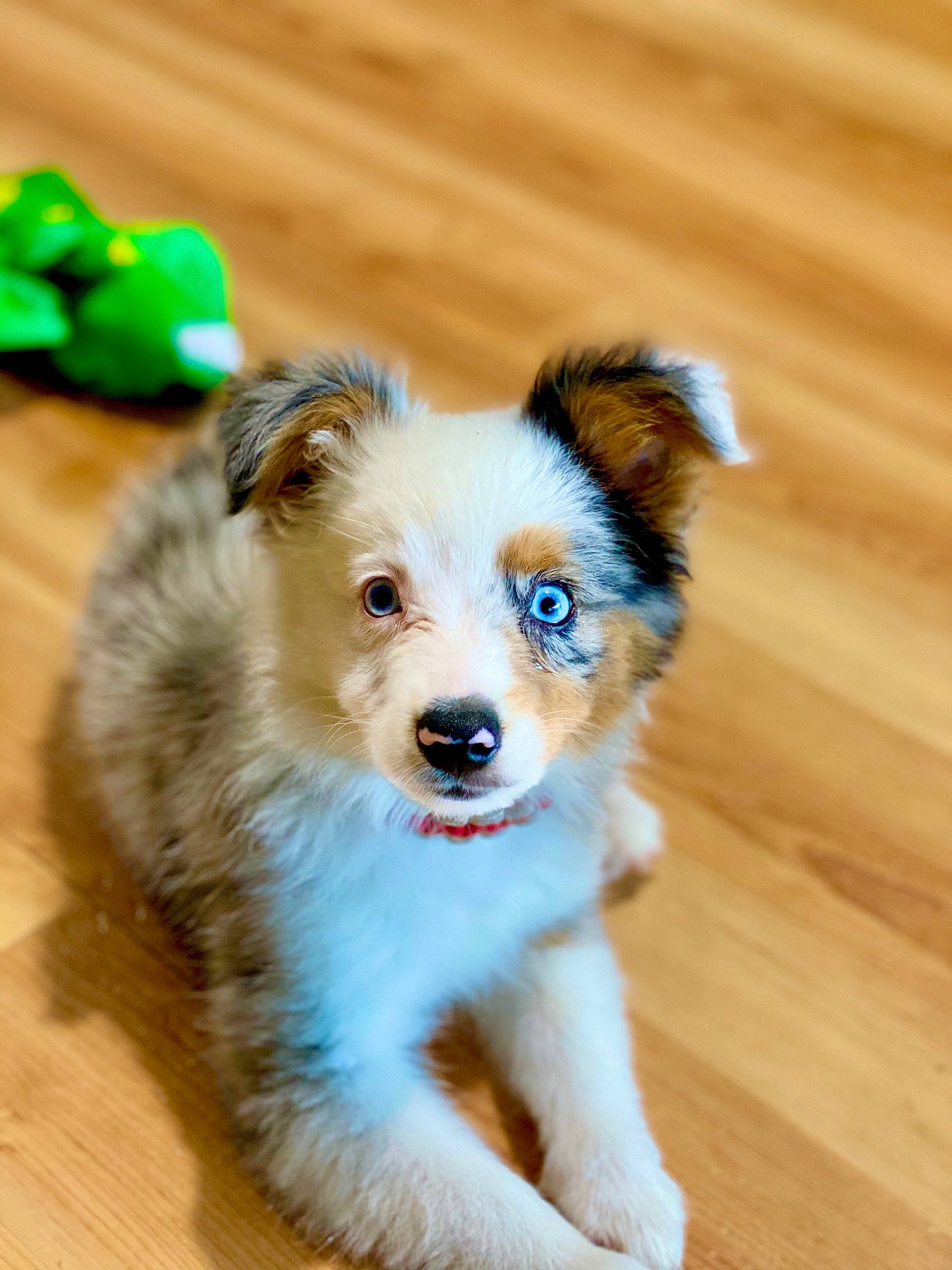 Willie joined the competition — help win amazing prizes! canidae, carnivore, companion_dog, dog, dog_breed, dog_supply, fawn, floor, flooring, fur, hardwood, laminate_flooring, puppy, snout, toy_dog, varnish, wood, wood_flooring, wood_stain, working_animal