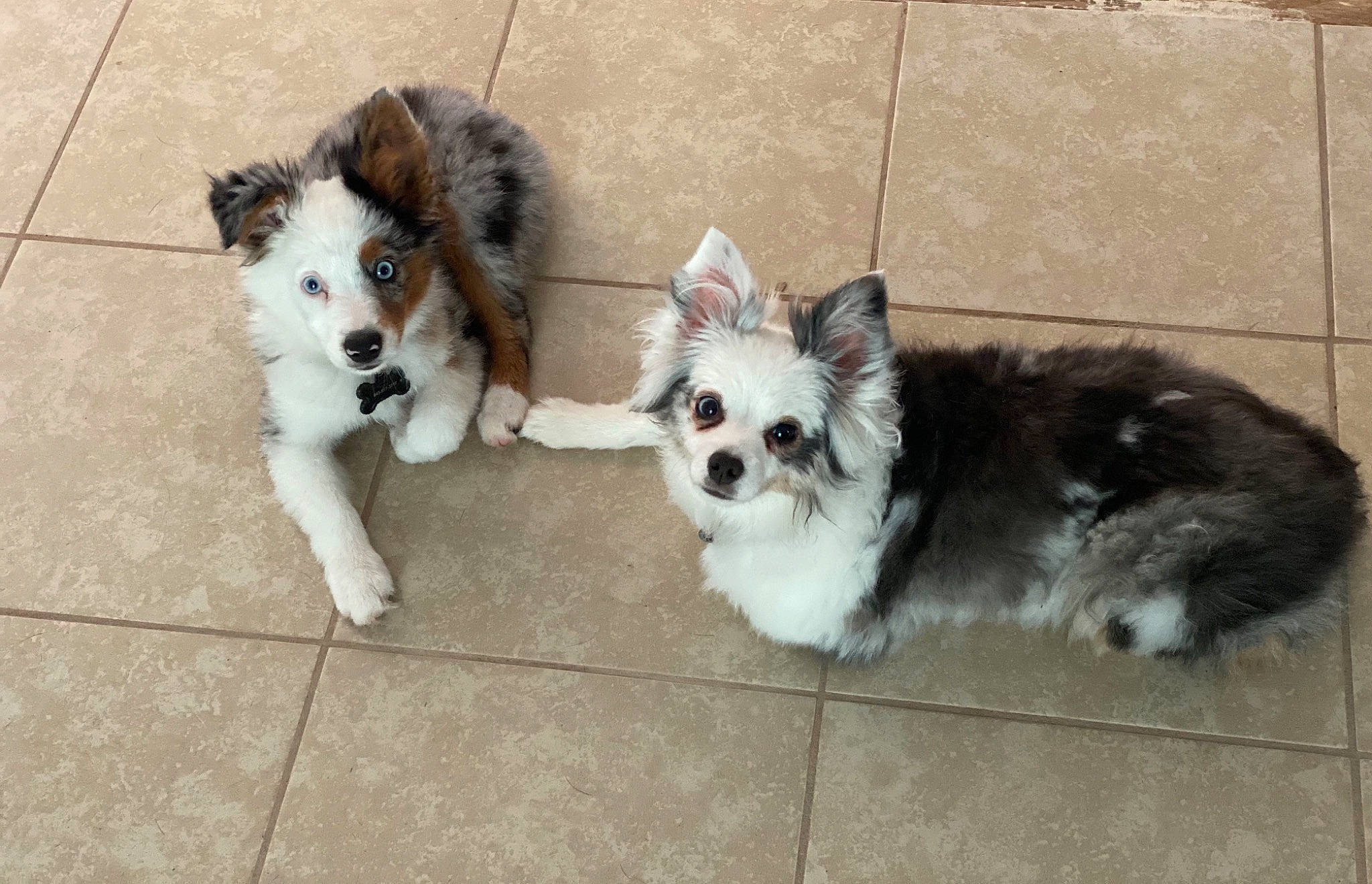 Willie is registered to the contest to win money with this photo: canidae, carnivore, companion_dog, dog, dog_breed, dog_supply, floor, fur, mammal, non_sporting_group, pet_supply, puppy, snout, sporting_group, tile, toy_dog, vertebrate, working_animal, working_dog