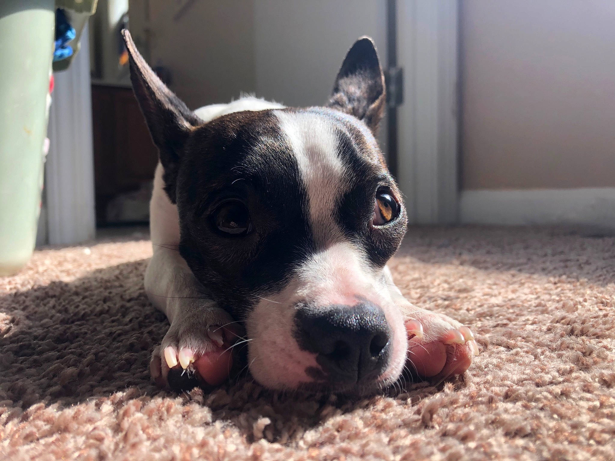 Abbi is registered to the contest to win money with this photo: american_pit_bull_terrier, american_staffordshire_terrier, boston_terrier, bull_and_terrier, canidae, carnivore, companion_dog, dog, dog_breed, fawn, mammal, non_sporting_group, nose, paw, pit_bull, puppy, snout, valley_bulldog, vertebrate, whiskers