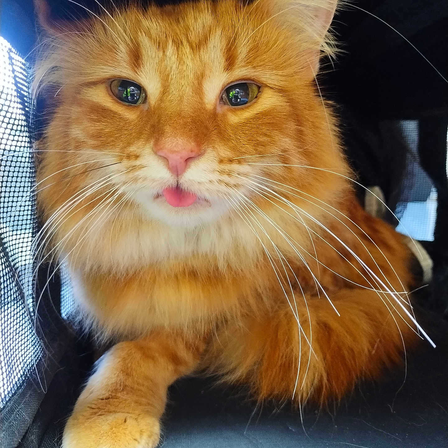 Mufasa