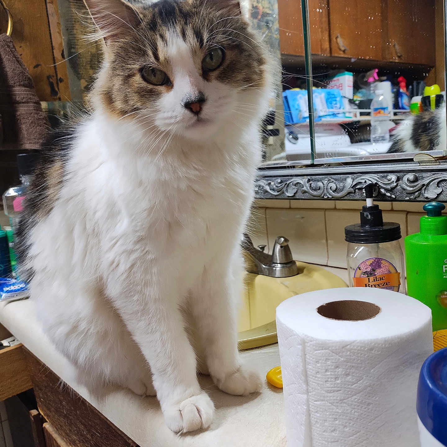 Patch joined the competition — help win amazing prizes! abyssinian, animal, cat, clothing, cup, footwear, hardwood, manx, paper, papertowel, pet, plywood, shelf, shoe, sink, sinkfaucet, tissue, toiletpaper, towel, wood