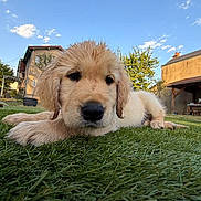 Basque participe au concours pour gagner de l'argent avec cette photo : golden_retriever, puppy, dog, grass, lawn, outdoor, tree, house, blue_sky, cloud, fur, animal, pet, young, cute, nature, sunlight, garden, canine, relaxing