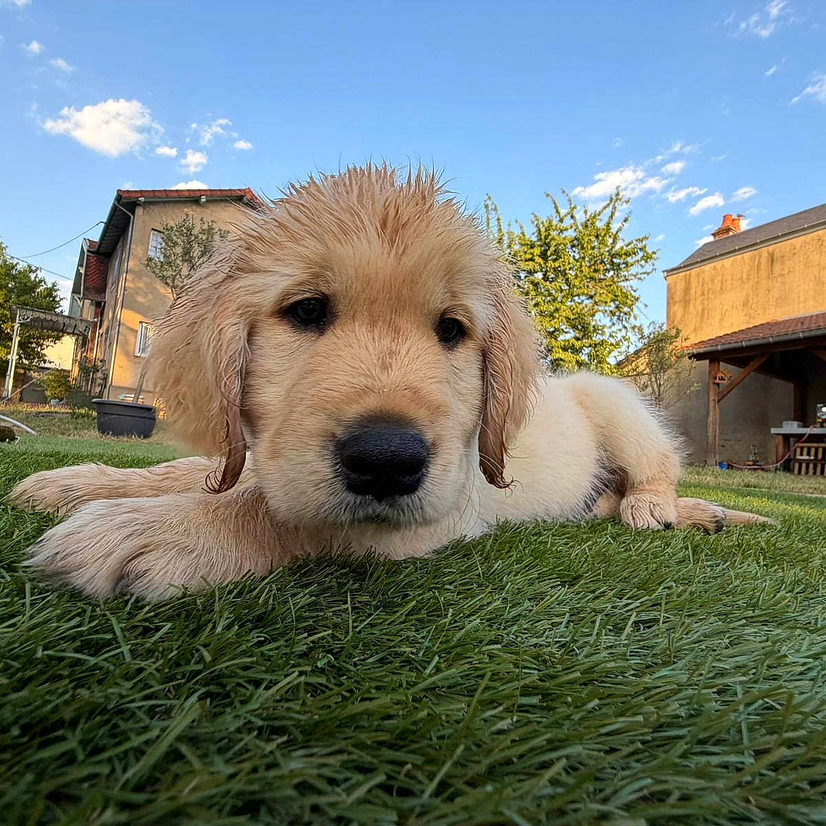 Basque participe au concours pour gagner de l'argent avec cette photo : golden_retriever, puppy, dog, grass, lawn, outdoor, tree, house, blue_sky, cloud, fur, animal, pet, young, cute, nature, sunlight, garden, canine, relaxing