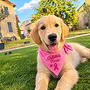 Basque a rejoint le concours — aidez-le/la à gagner de superbes lots ! dog, puppy, golden_retriever, pet, animal, portrait, close_up, tongue_out, smiling, happy, pink_bandana, octobre_rose, ribbon, grass, lawn, garden, outdoor, sunny, village, house