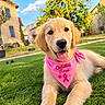 dog, puppy, golden_retriever, pet, animal, portrait, close_up, tongue_out, smiling, happy, pink_bandana, octobre_rose, ribbon, grass, lawn, garden, outdoor, sunny, village, house