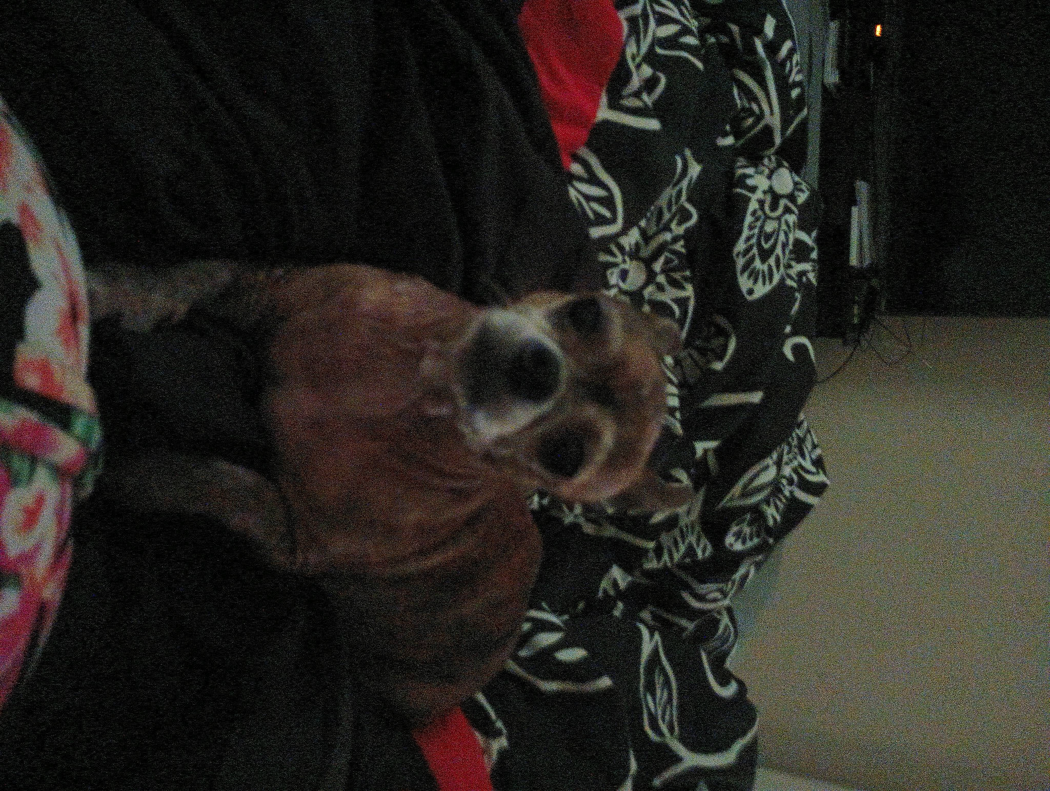 Chaquita joined the competition — help win amazing prizes! canidae, carnivore, comfort, companion_dog, dog, dog_breed, fawn, flooring, fur, liver, non_sporting_group, pattern, sleeve, snout, sporting_group, tail, whiskers, working_animal