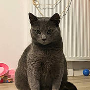 Ruby a rejoint le concours — aidez-le/la à gagner de superbes lots ! cat, gray_cat, indoor, wooden_floor, radiator, toy, string, pet, animal, feline, sitting, floor, household, domestic, fur, whiskers, ears, eyes, shadow, quiet